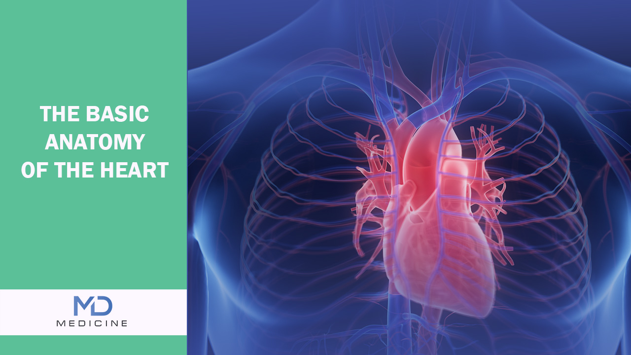 The Basic Anatomy of the Heart